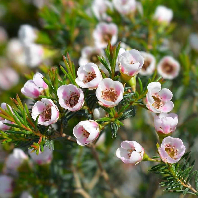 Geraldton’s blume samen for anpflanzung seasonal bloomer heirloom & gmo free samen for home garten 
 
 sale samen for home garten anpflanzung