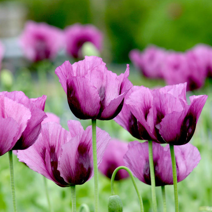 Hungarian blume samen for anpflanzung perfect for borders heirloom & gmo free samen for home garten 
 
 sale samen for home garten anpflanzung