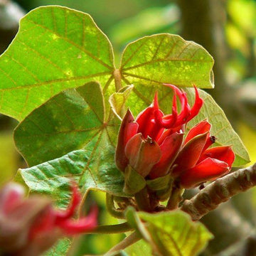 Orange chiranthodendron blume samen for anpflanzung colorful display heirloom & gmo free samen for home garten 
 
 sale samen for home garten anpflanzung