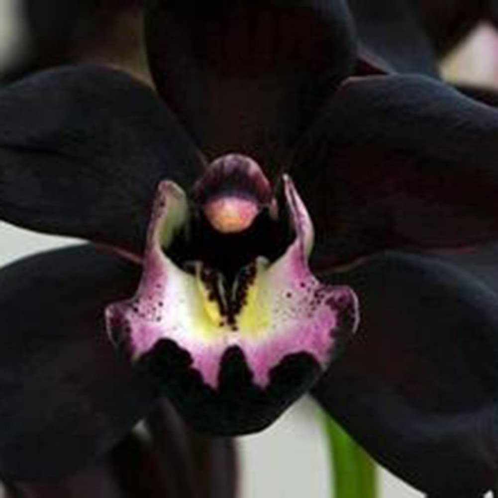 Samen orchidee blume samen for anpflanzung - hardy variety, heirloom & gmo free samen for home garten
 
 sale samen for home garten