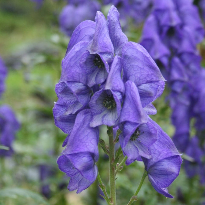 Blau carmichaelii blume samen for anpflanzung - fragrant blossoms, heirloom & gmo free samen for home garten
 
 sale samen for anpflanzung in home garten
