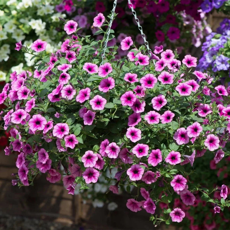 Surfinia blume samen for anpflanzung - fragrant blossoms, heirloom & gmo free samen for home garten
 
 sale samen for anpflanzung in home garten
