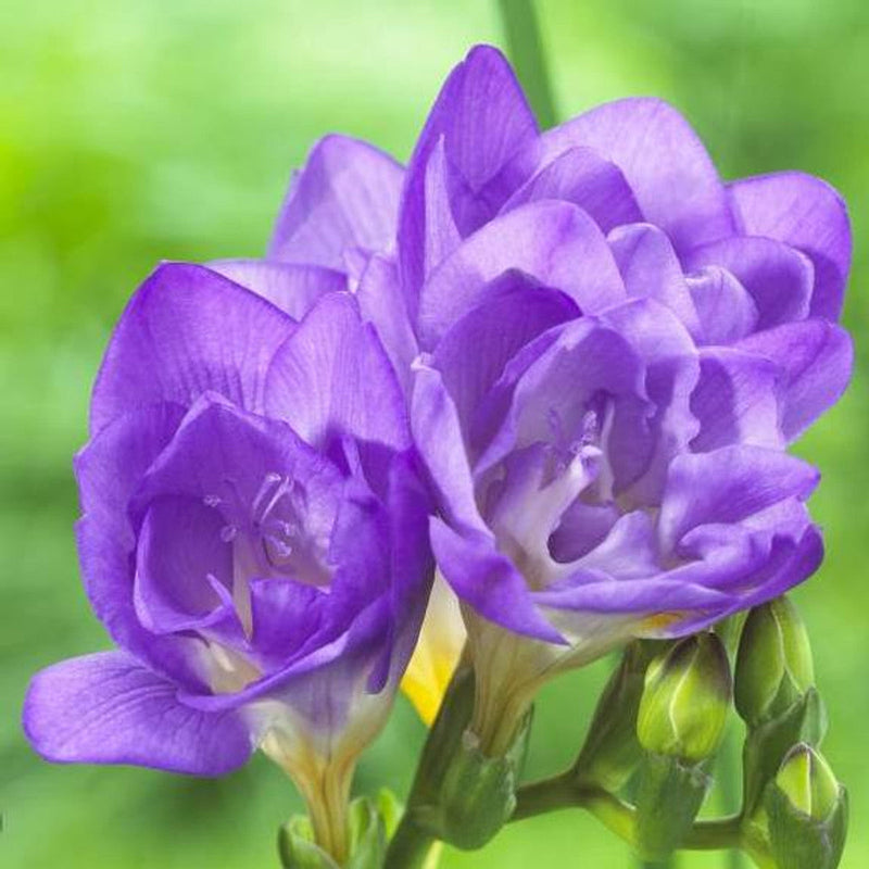 Lavender freesia blume samen for anpflanzung - pollinator friendly, heirloom & gmo free samen for home garten
 
 sale samen for anpflanzung in home garten