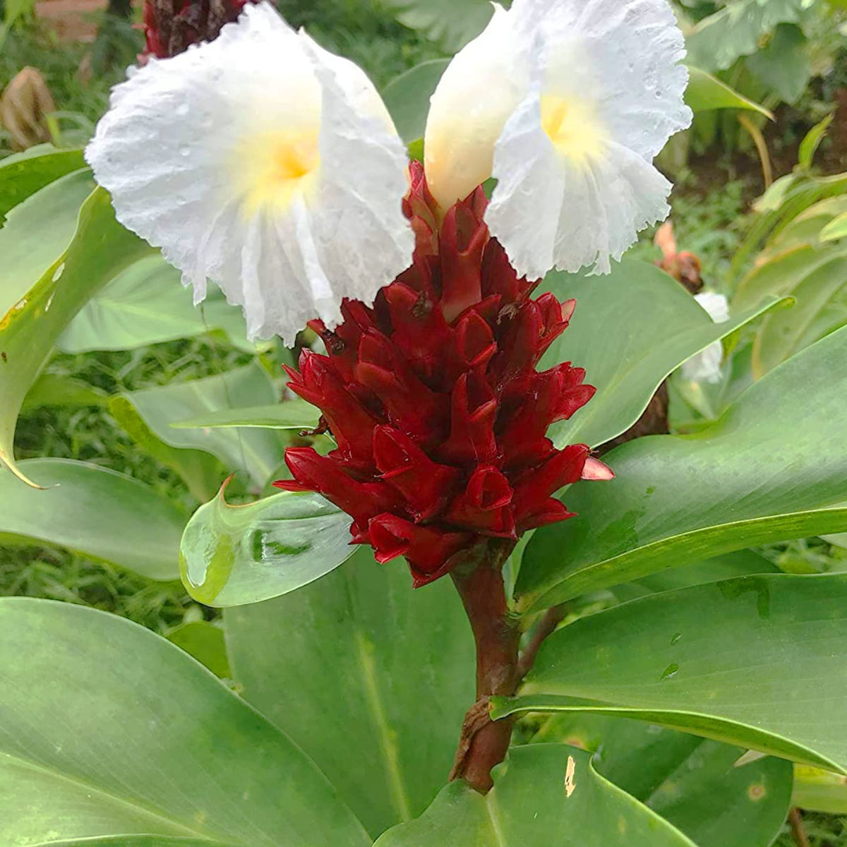 Costus speciosus blume samen for anpflanzung compact growth heirloom & gmo free samen for home garten 
 
 sale samen for home garten anpflanzung