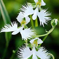 Dove orchid blume samen for anpflanzung - compact growth, heirloom & gmo free samen for home garten
 
 sale samen for anpflanzung in home garten