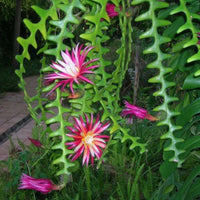 Epiphyllum anguliger blume samen for anpflanzung bright blooms heirloom & gmo free samen for home garten 
 
 sale for anpflanzung in home garten