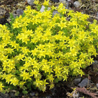 Gelb moss stonecrop blume samen for anpflanzung seasonal bloomer heirloom & gmo free samen for home garten 
 
 sale samen for home garten anpflanzung