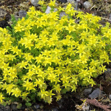 Gelb moss stonecrop blume samen for anpflanzung seasonal bloomer heirloom & gmo free samen for home garten 
 
 sale samen for home garten anpflanzung