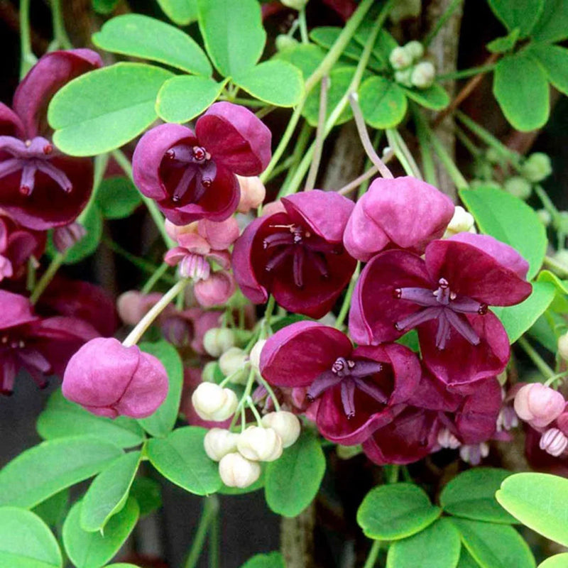 Akebia blume samen for anpflanzung easy to grow heirloom & gmo free samen for home garten
sale for anpflanzung in home garten