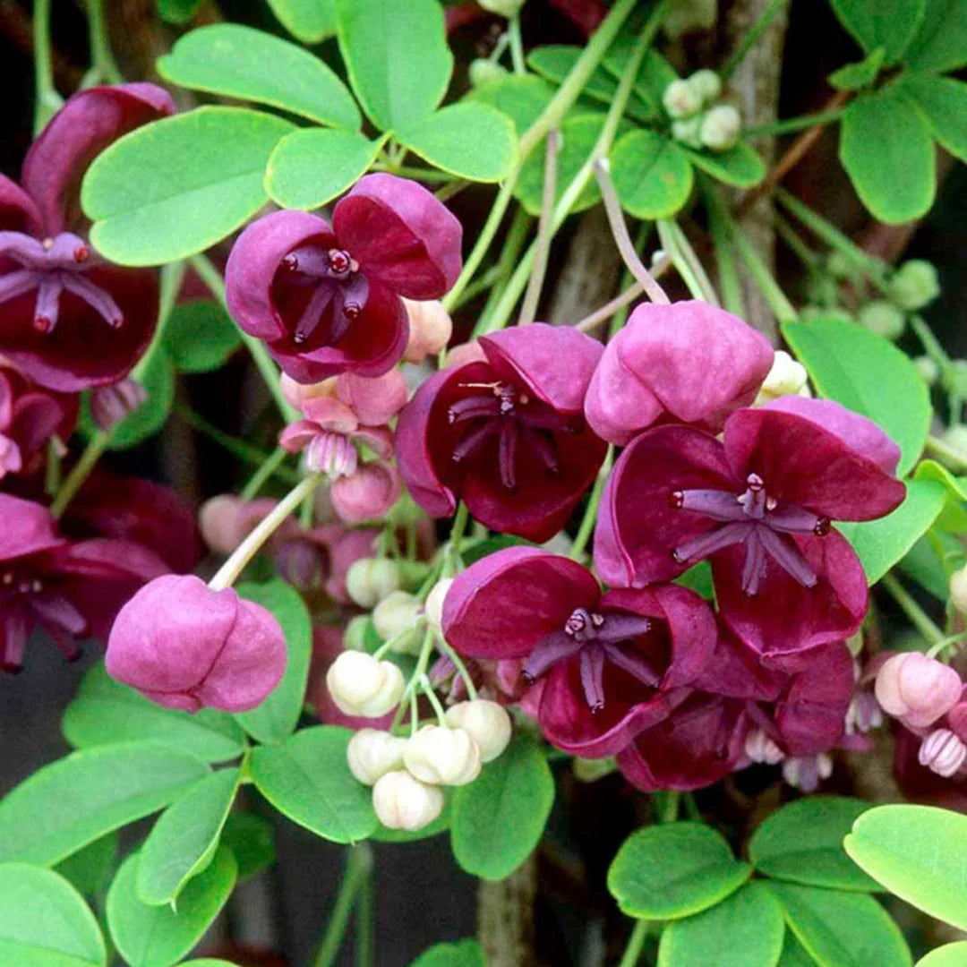 Akebia blume samen for anpflanzung easy to grow heirloom & gmo free samen for home garten 
 
 sale for anpflanzung in home garten