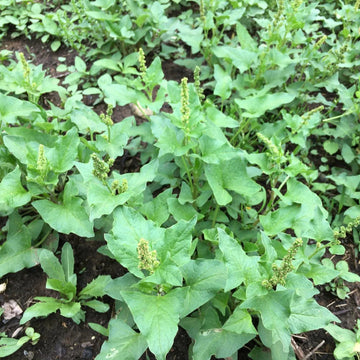 Grün henry blume samen for anpflanzung - drought tolerant, heirloom & gmo free samen for home garten
 
 sale for anpflanzung in home garten