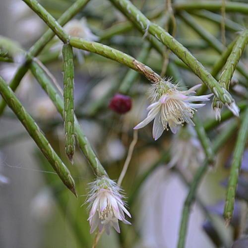 Weiß pilocarpa blume samen for anpflanzung long bloom season heirloom & gmo free samen for home garten
sale samen for home garten anpflanzung