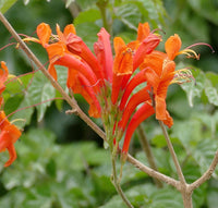 Orange cape honeysuckle blume samen for anpflanzung wildflower mix heirloom & gmo free samen for home garten 
 
 sale samen for home garten anpflanzung