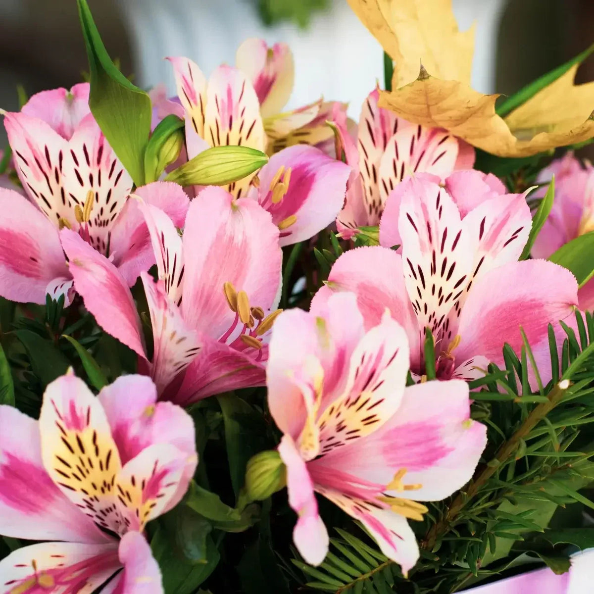 Alstroemeria blume samen for anpflanzung compact growth heirloom & gmo free samen for home garten 
 
 sale samen for home garten anpflanzung