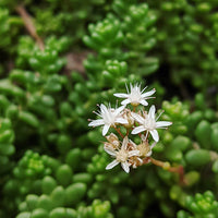 Weiß sedum acre blume samen for anpflanzung low maintenance heirloom & gmo free samen for home garten
 
 sale samen for home garten anpflanzung
