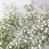 Gypsophila (gypsophila blume) samen for anpflanzung in home garten