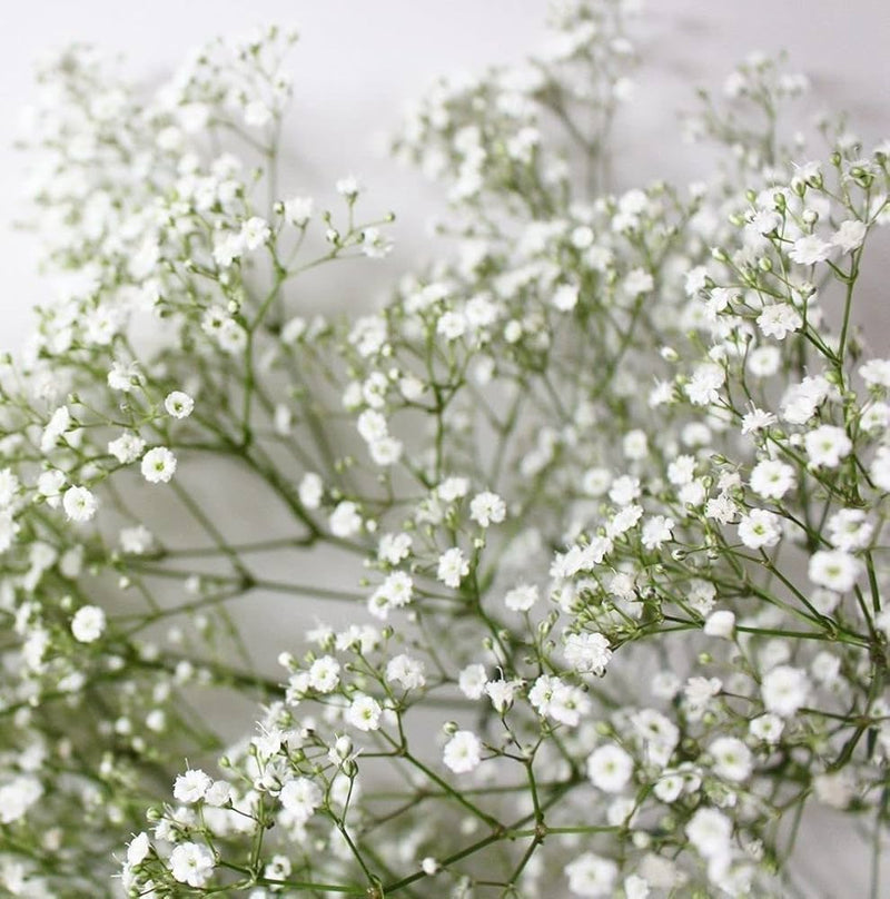 Gypsophila (gypsophila blume) samen for anpflanzung in home garten