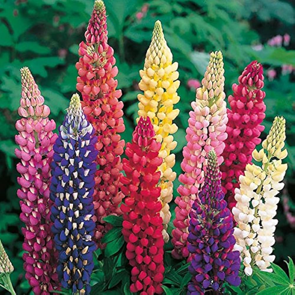 Mixed lupine blume samen for anpflanzung cottage garten essential heirloom & gmo free samen for home garten 
 
 sale samen for home garten anpflanzung