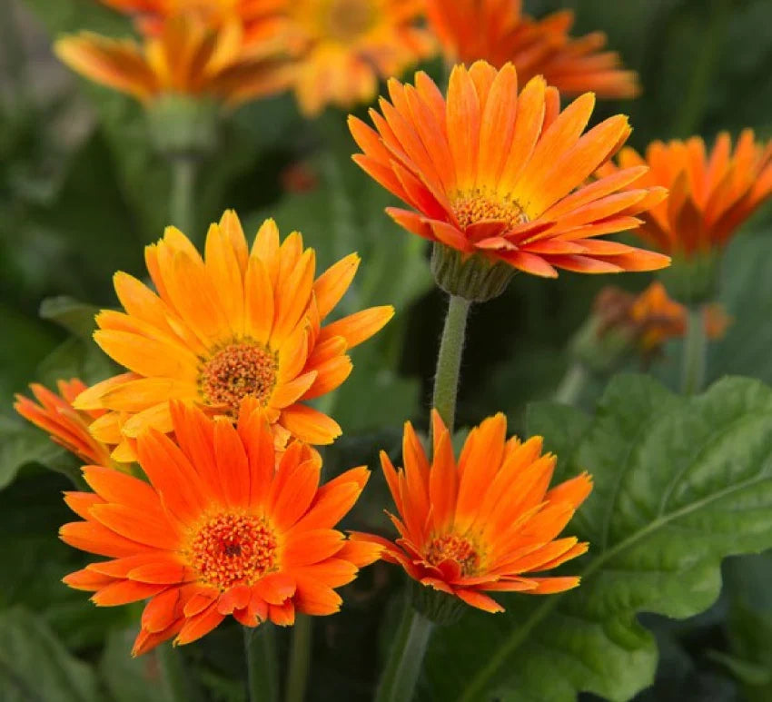 Orange marguerite blume samen for anpflanzung - fragrant blossoms, heirloom & gmo free samen for home garten
 
 sale samen for anpflanzung in home garten