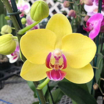 Orchid (orchid phalaenopsis) samen for anpflanzung in home garten