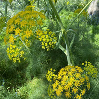 Fennel blume samen for anpflanzung - pollinator friendly, heirloom & gmo free samen for home garten
 
 sale samen for home garten