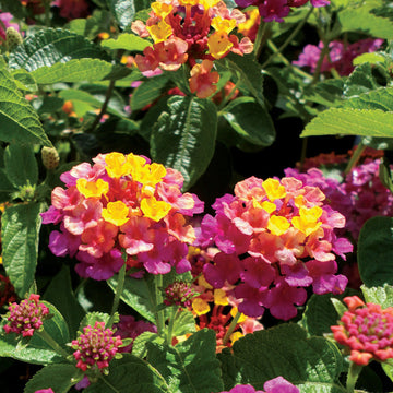 Mixed rose lantana blume samen for anpflanzung wildflower mix heirloom & gmo free samen for home garten 
 
 sale samen for home garten anpflanzung