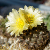 Copiapoa blume samen for anpflanzung wildflower mix heirloom & gmo free samen for home garten 
 
 sale for anpflanzung in home garten