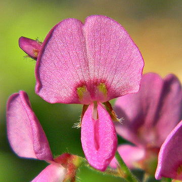 Rosa desmodium blume samen for anpflanzung - vibrant colors, heirloom & gmo free samen for home garten
 
 sale for anpflanzung in home garten