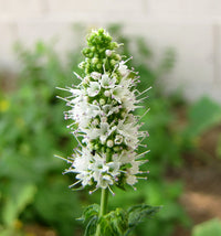 Mint blume samen for anpflanzung shade tolerant heirloom & gmo free samen for home garten 
 
 sale for anpflanzung in home garten