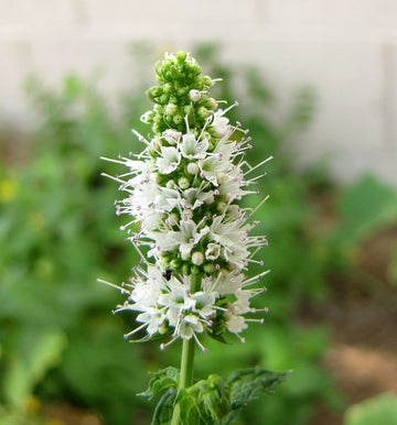 Mint blume samen for anpflanzung shade tolerant heirloom & gmo free samen for home garten 
 
 sale for anpflanzung in home garten