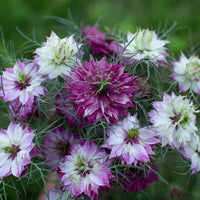 Nigella damascena blume samen for anpflanzung easy to grow heirloom & gmo free samen for home garten 
 
 sale samen for home garten anpflanzung