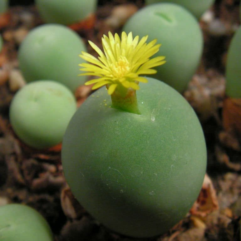 Conophytum calculus blume samen for anpflanzung - bright blooms, heirloom & gmo free samen for home garten
 
 sale for anpflanzung in home garten