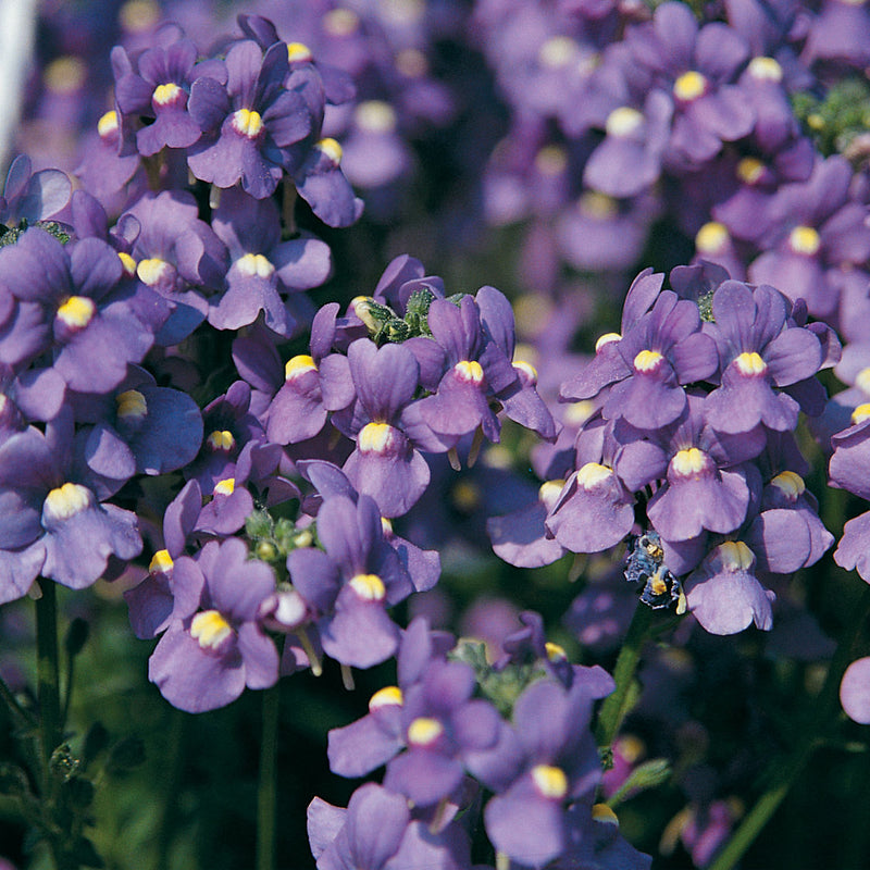 Lila nemesia strumosa blume samen for anpflanzung premium quality heirloom & gmo free samen for home garten
 
 sale samen for home garten anpflanzung