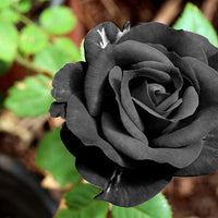 Rose blume samen for anpflanzung vibrant colors heirloom & gmo free samen for home garten 
 
 sale samen for home garten anpflanzung