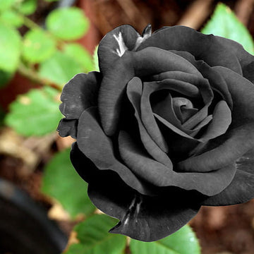 Rose blume samen for anpflanzung vibrant colors heirloom & gmo free samen for home garten 
 
 sale samen for home garten anpflanzung