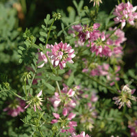 Crown vetch rosa blume samen for anpflanzung - vibrant colors, heirloom & gmo free samen for home garten
 
 sale samen for anpflanzung in home garten