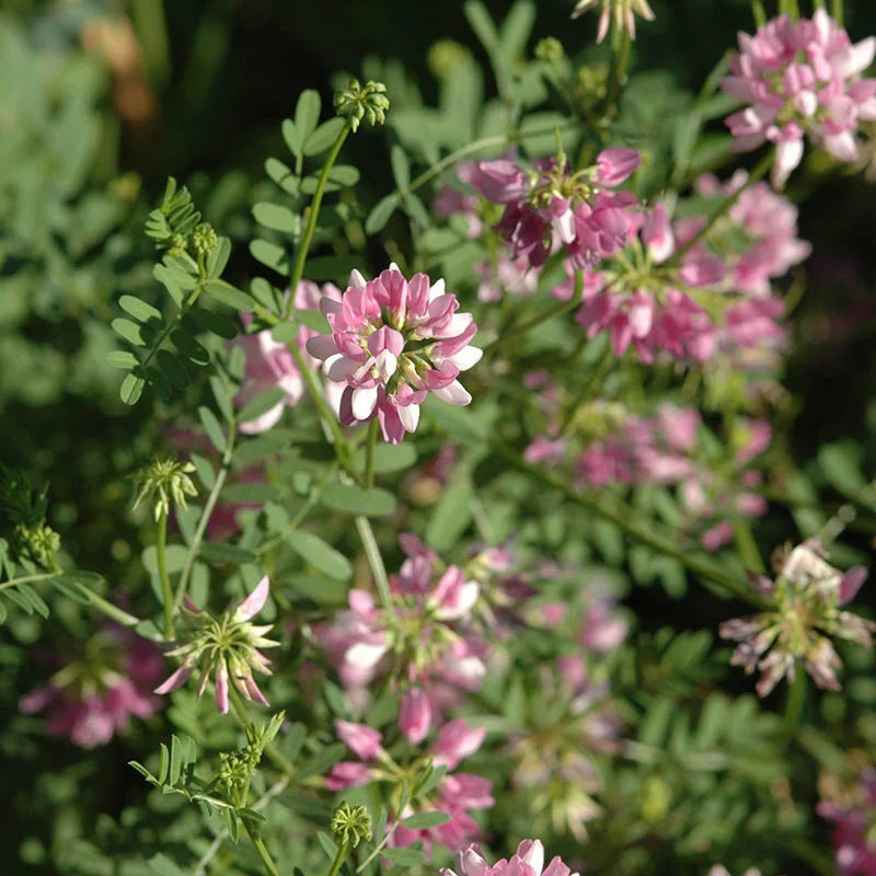Crown vetch rosa blume samen for anpflanzung - vibrant colors, heirloom & gmo free samen for home garten
 
 sale samen for anpflanzung in home garten