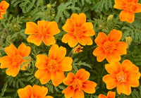 Gelb signet marigold blume samen for anpflanzung - compact growth, heirloom & gmo free samen for home garten
 
 sale samen for anpflanzung in home garten