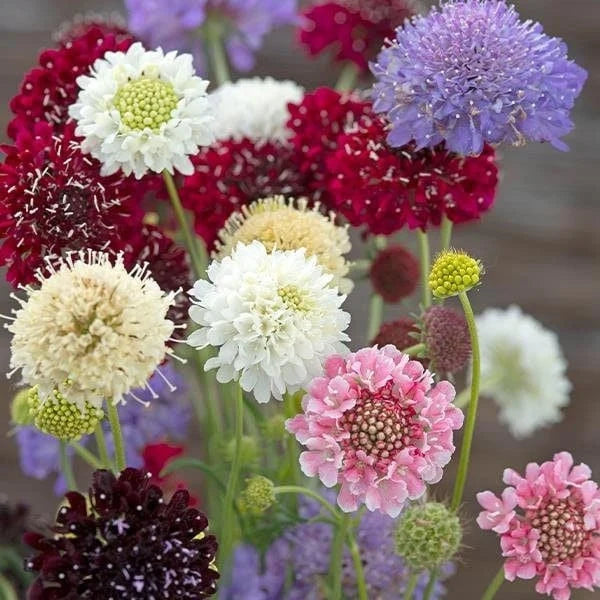 Scabiosa blume samen for anpflanzung cottage garten essential heirloom & gmo free samen for home garten 
 
 sale samen for home garten anpflanzung