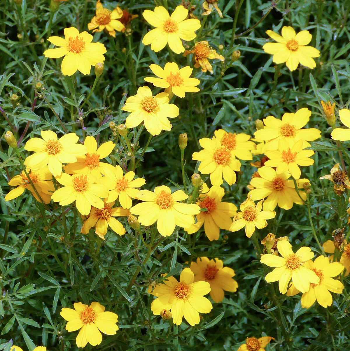 Gelb lemmon marigold blume samen for anpflanzung hardy variety heirloom & gmo free samen for home garten 
 
 sale samen for home garten anpflanzung