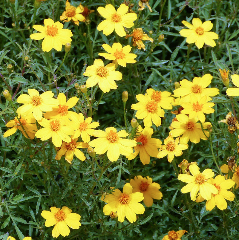 Gelb lemmon marigold blume samen for anpflanzung hardy variety heirloom & gmo free samen for home garten 
 
 sale samen for home garten anpflanzung