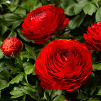 tief Rot Ranunculus Blumensamen zur Aussaat – saisonal Dauerblüher – Traditionssorte & ohne Gentechnik Samen Hausgarten