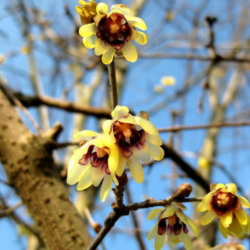 Chimonanthus wintersweet blume samen for anpflanzung shade tolerant heirloom & gmo free samen for home garten 
 
 sale for anpflanzung in home garten