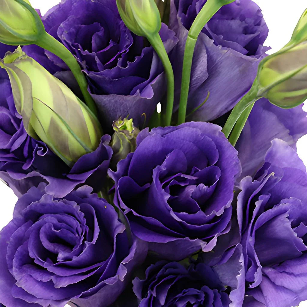 Lila lisianthus blume samen for anpflanzung drought tolerant heirloom & gmo free samen for home garten 
 
 sale samen for home garten anpflanzung
