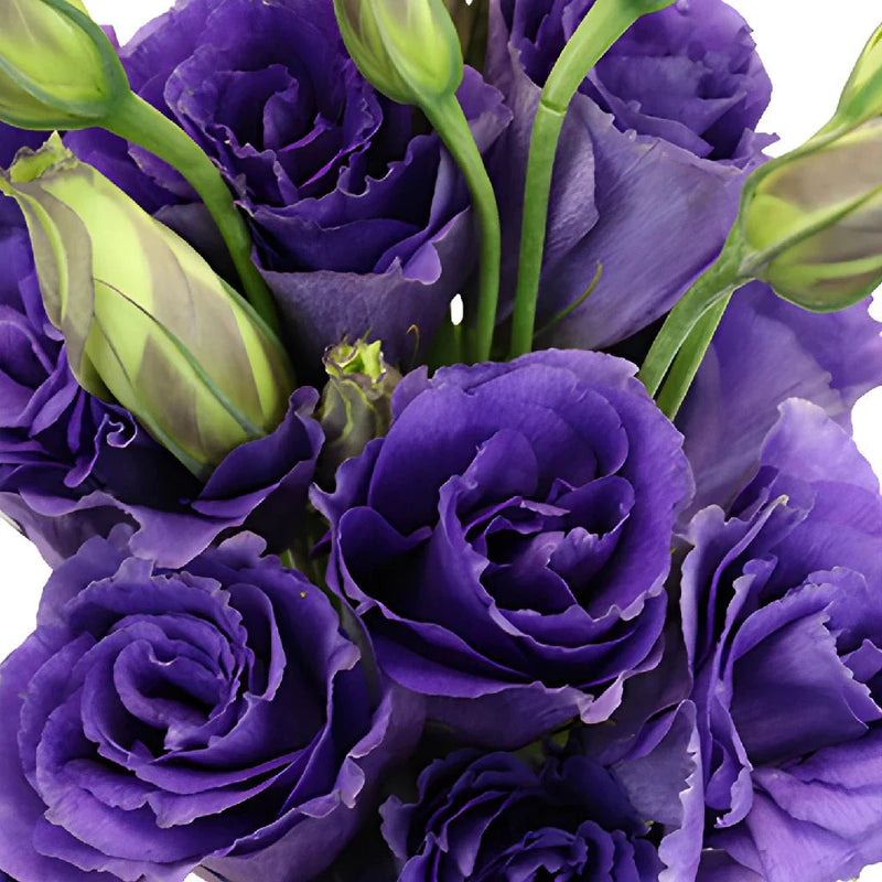 Lila lisianthus blume samen for anpflanzung drought tolerant heirloom & gmo free samen for home garten 
 
 sale samen for home garten anpflanzung