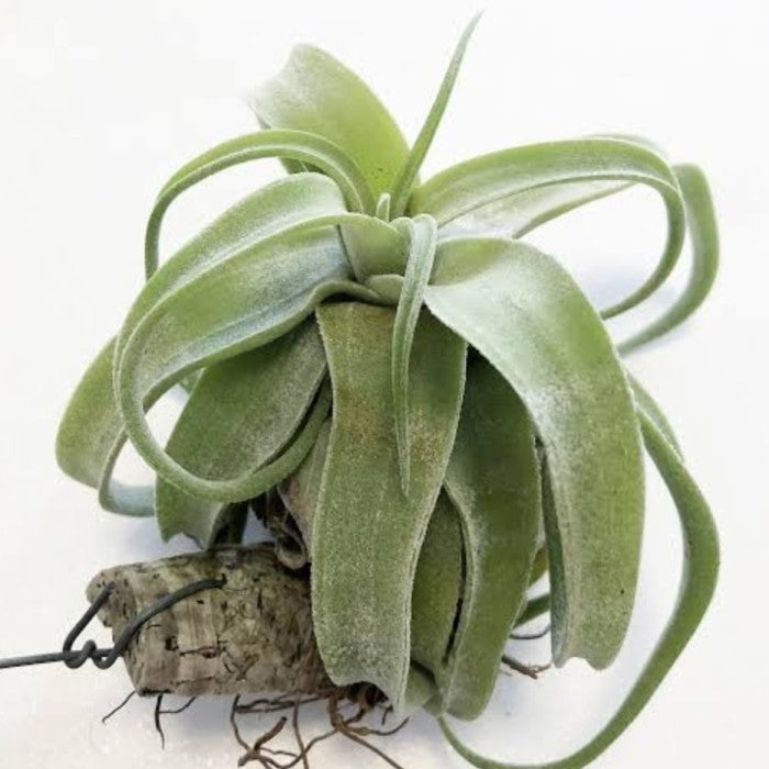 Grün tillandsia streptophylla blume samen for anpflanzung cottage garten essential heirloom & gmo free samen for home garten 
 
 sale samen for home garten anpflanzung