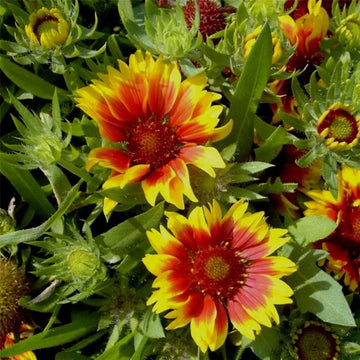 Gelb orange aristata blume samen for anpflanzung cottage garten essential heirloom & gmo free samen for home garten
 
 sale samen for home garten anpflanzung
