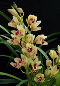 Creme Cymbidium Blumensamen zur Aussaat – Bestäuber freundlich – Traditionssorte & ohne Gentechnik Samen Hausgarten