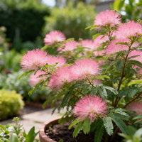 Bio Samen Rosa Calliandra Eriophylla – Samenfest, gentechnikfrei, für den Garten