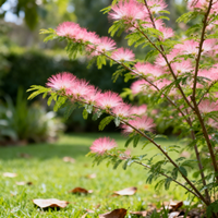 Bio Samen Rosa Calliandra Eriophylla – Samenfest, gentechnikfrei, für den Garten